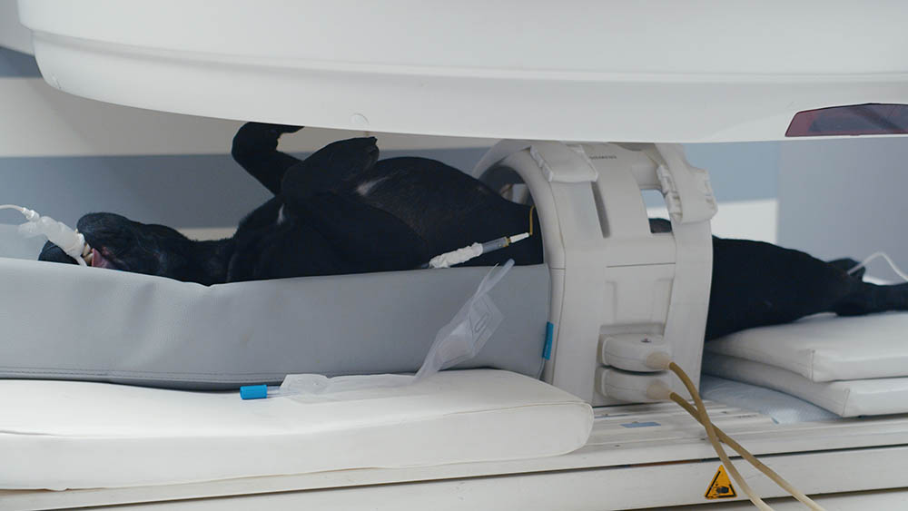 black dog having MRI scan