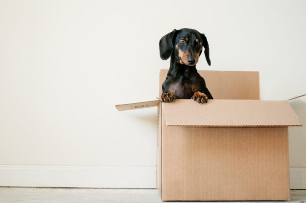 black dog in a cardboard box