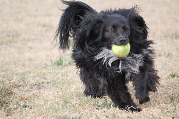 black dog playing with ball at the park