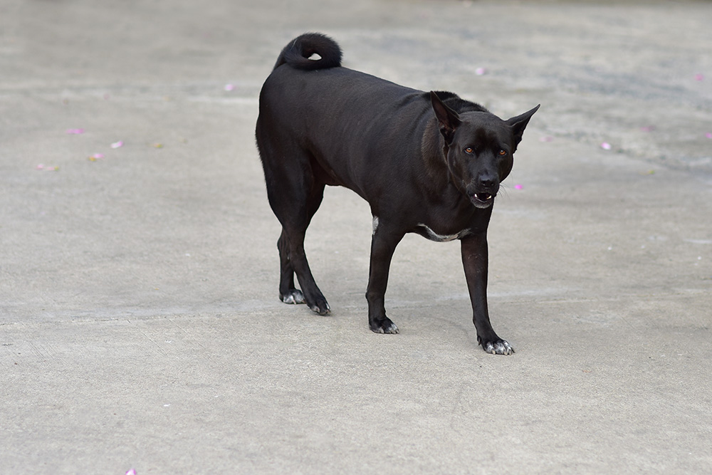 black dog with hard eye contact