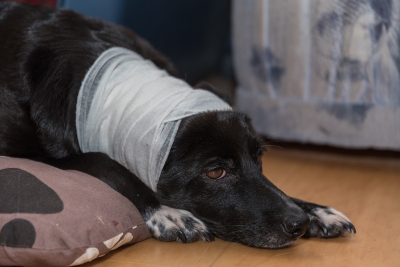 black dog with head injury