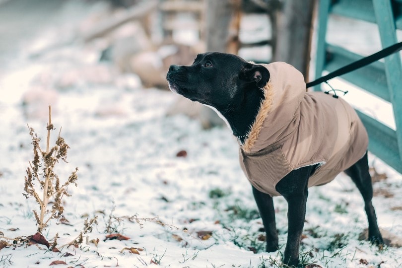 black dog with jacket on a leash