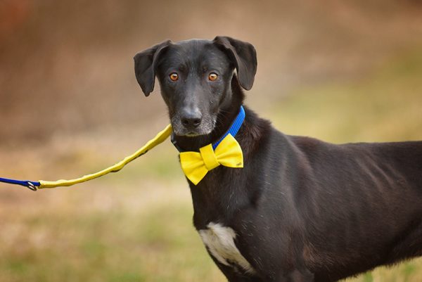 black dog with yellow bow tie