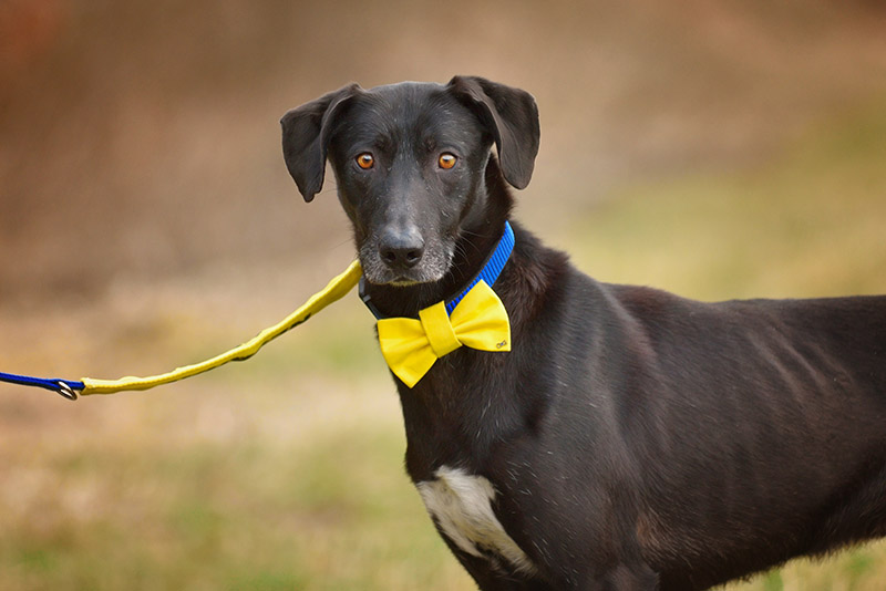 black dog with yellow bow tie
