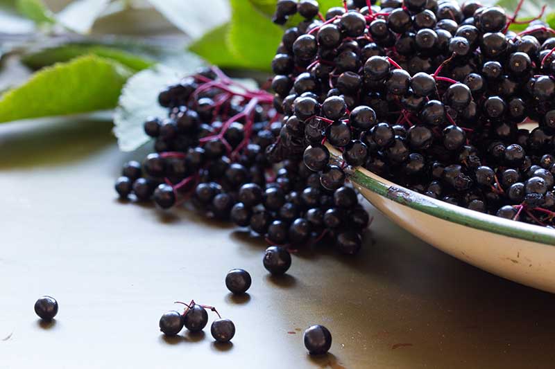 black elderberries