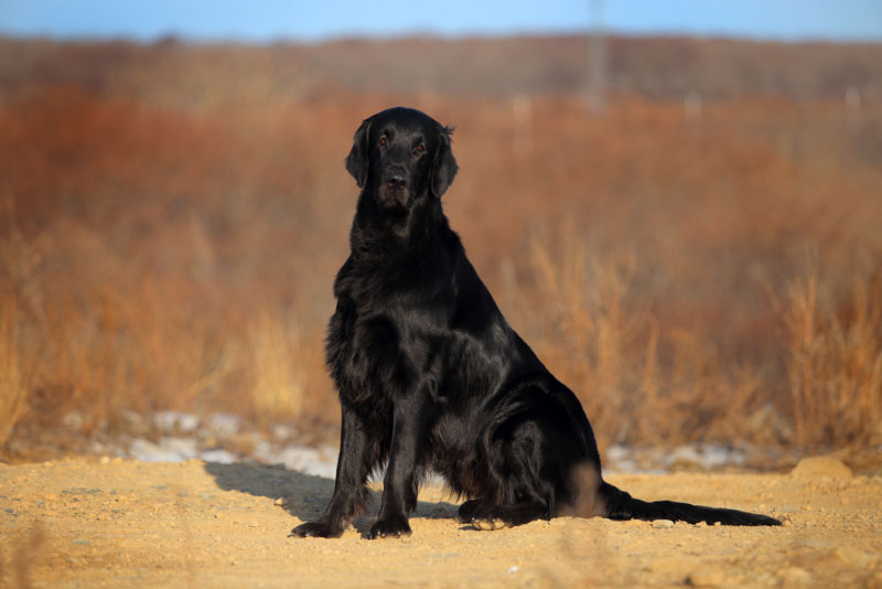 black flat coated retriever dog sitting outdoor