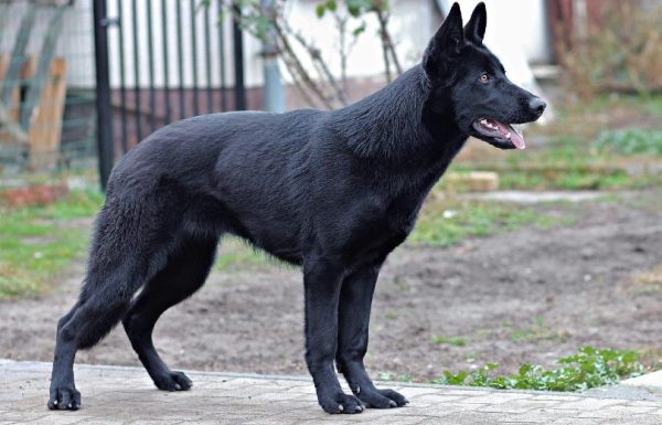 black german shepherd outdoors