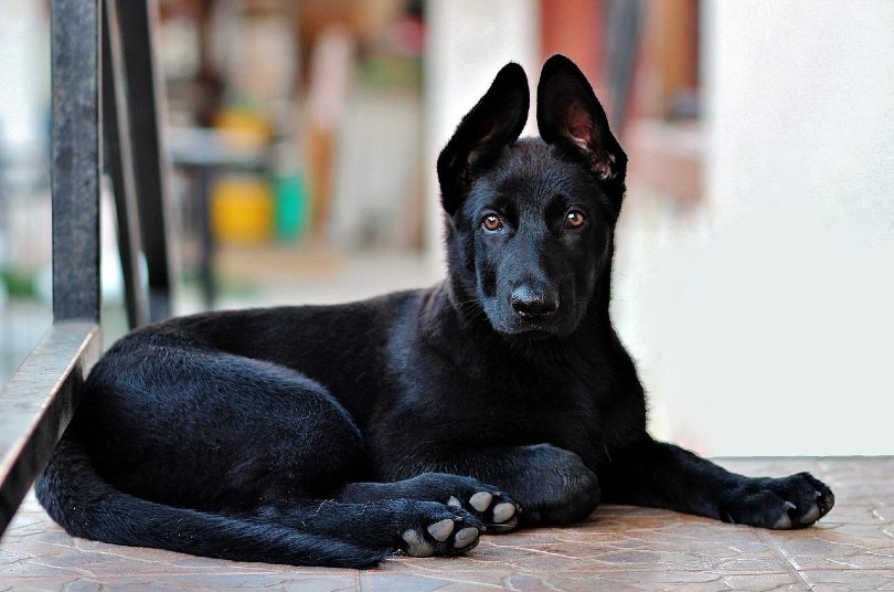 black german shepherd puppy