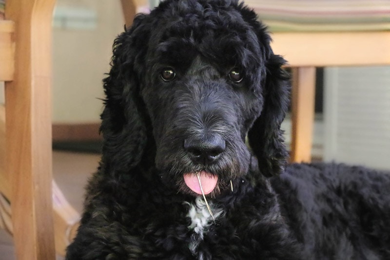 black goldendoodle dog close up
