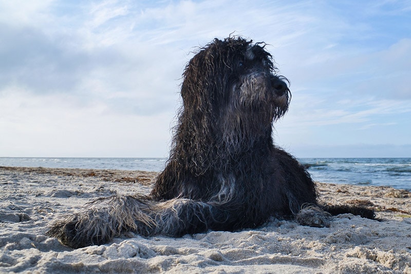 black goldendoodle dog lying on the sand
