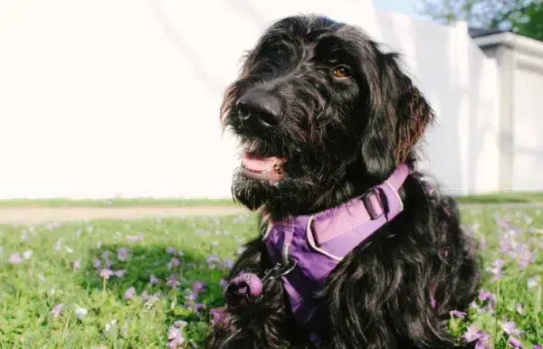 black goldendoodle laying on grass outdoors