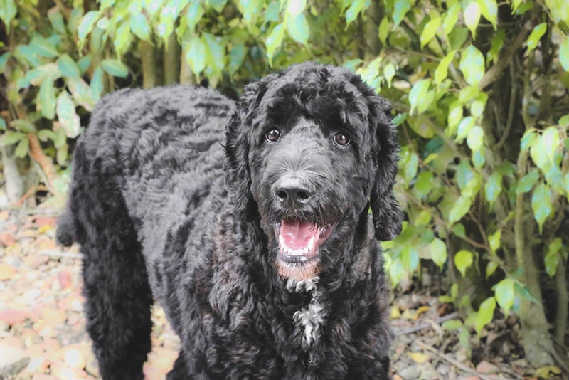 black goldendoodle dog standing outdoor