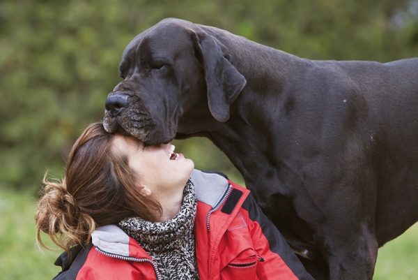 black great dane dog cuddling with owner