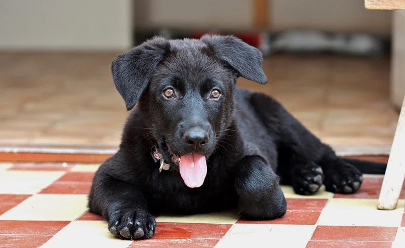 black labrador lying on the floor