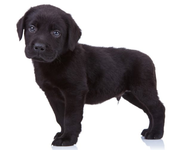 black labrador retriever puppy in white background