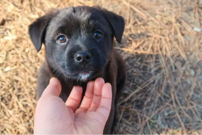 black labrador retriever puppy