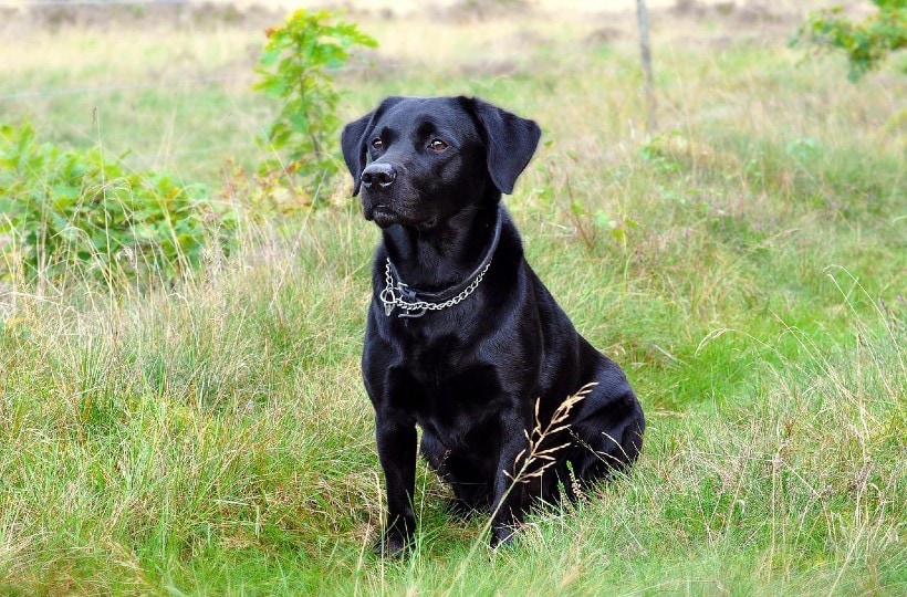 black labrador sitting on grass