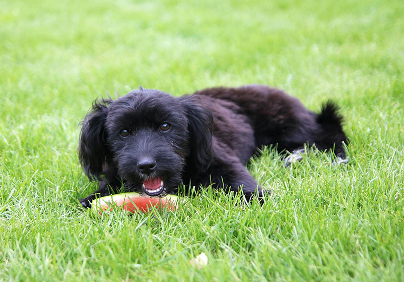 black maltipoo eating watermelon