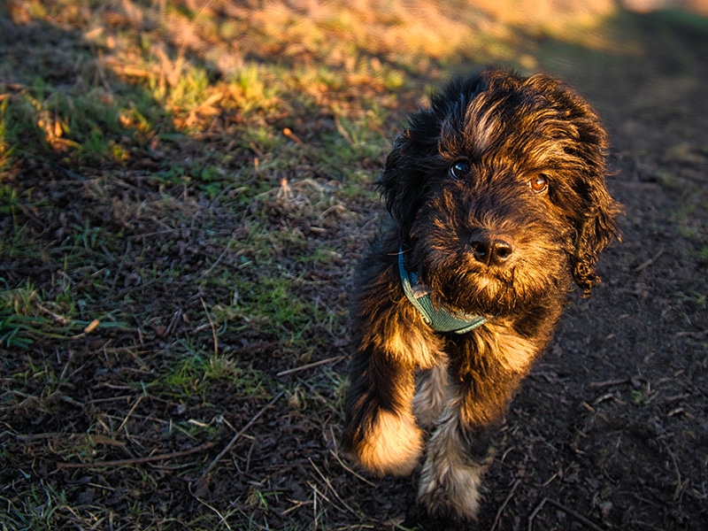 black mini goldendoodle at the park