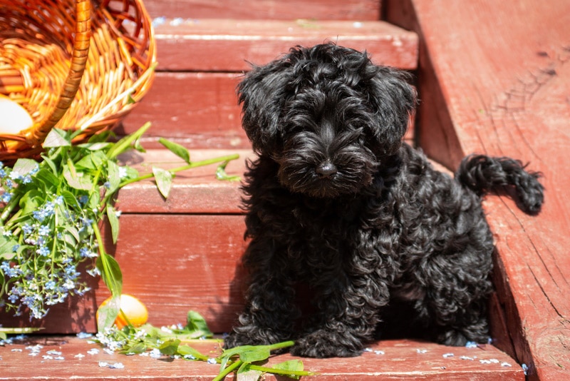 black-miniature-schnauzer-puppy