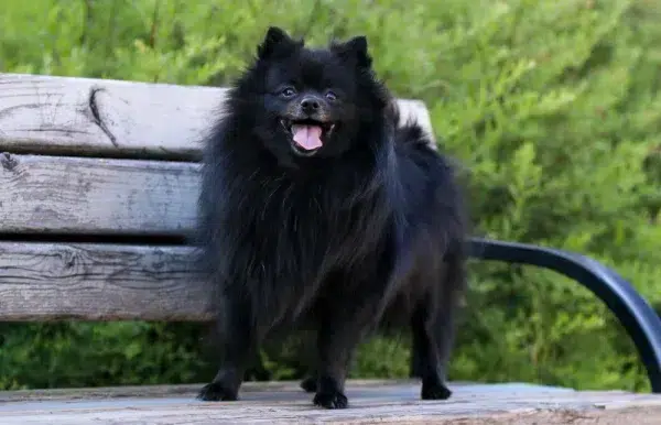 black pomeranian on a bench outdoors