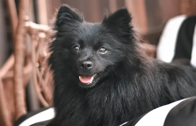 black pomeranian on a sofa