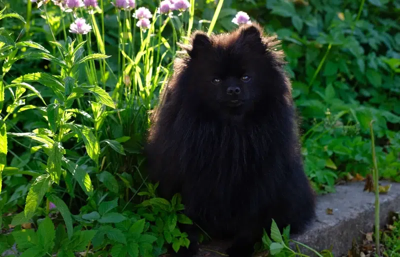 black pomeranian outdoors