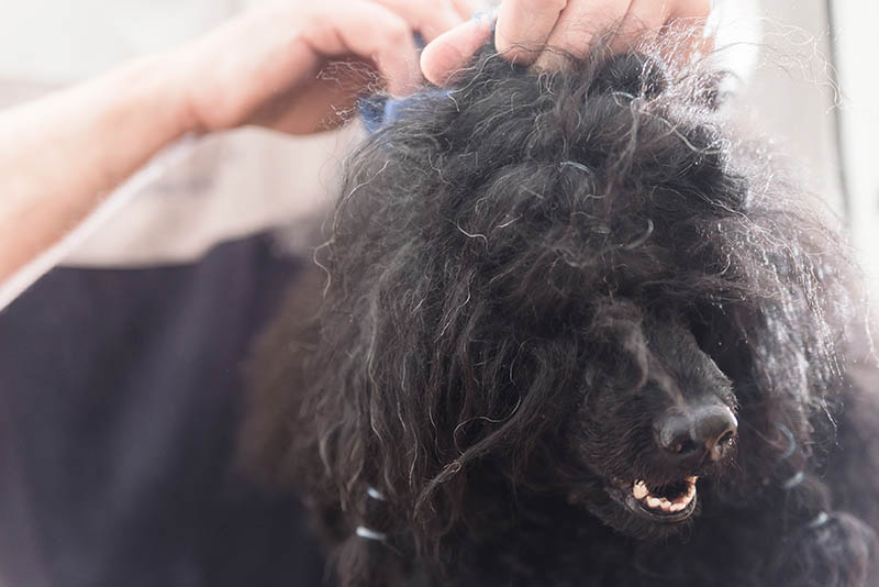 black poodle with tangled hair