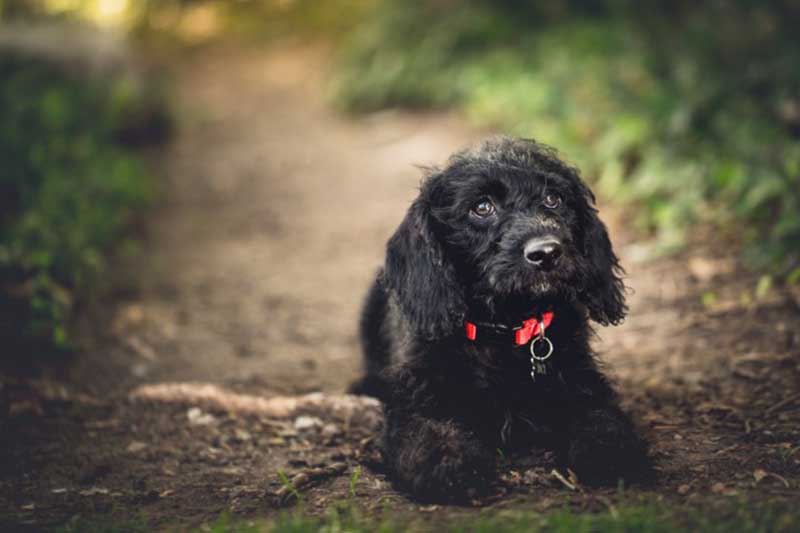 black portuguese water dog