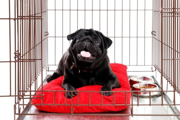 black pug lying inside crate