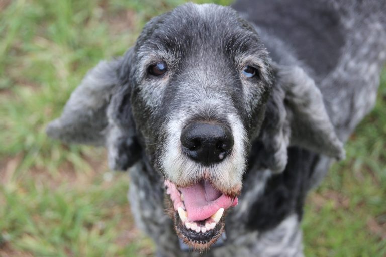 When Do Dogs Go Gray? Signs of Aging in Canines Dogster