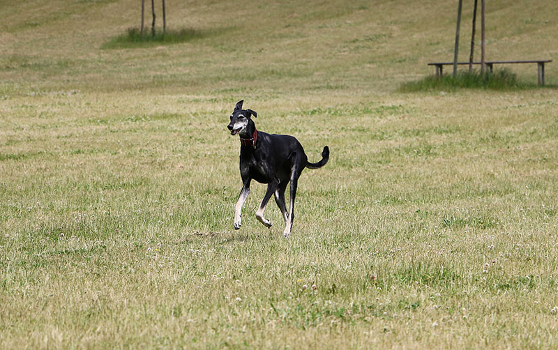 black sloughi is running in the park