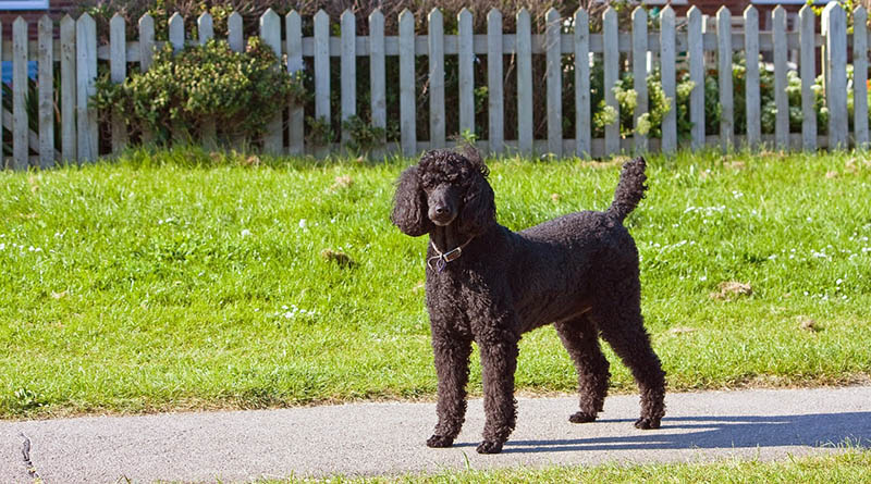 black-standard-poodle_