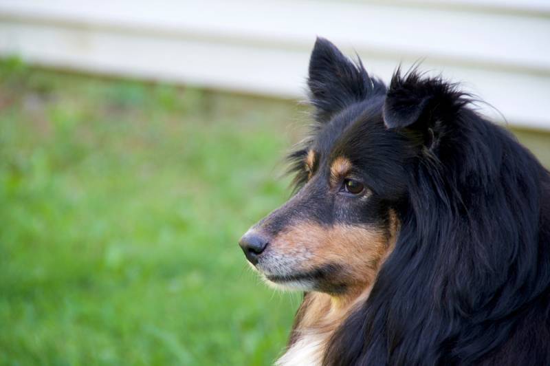 black tan and white shetland sheepdog