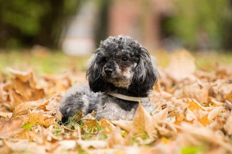 black teacup poodle