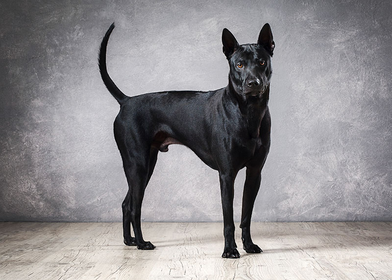 black thai ridgeback