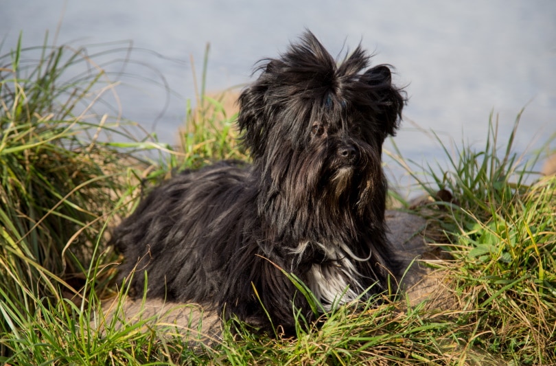 black yorkie