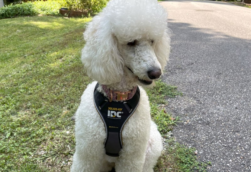 blanche wearing julius k9 longwalk harness