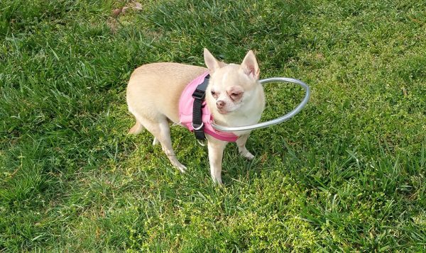 Blind chihuahua dog wearing Halo harness