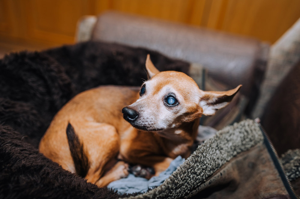 blind dog lying on its bed