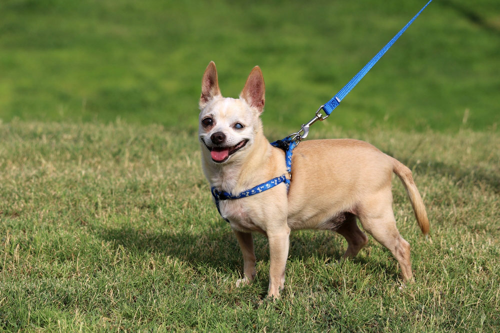 blind dog on leash at the park