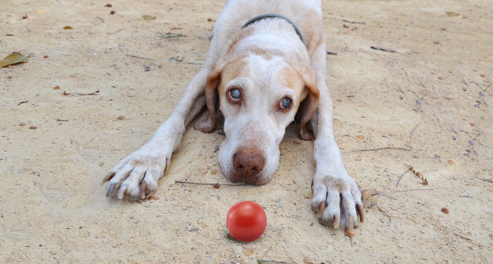 blind dog playing with red ball outdoor