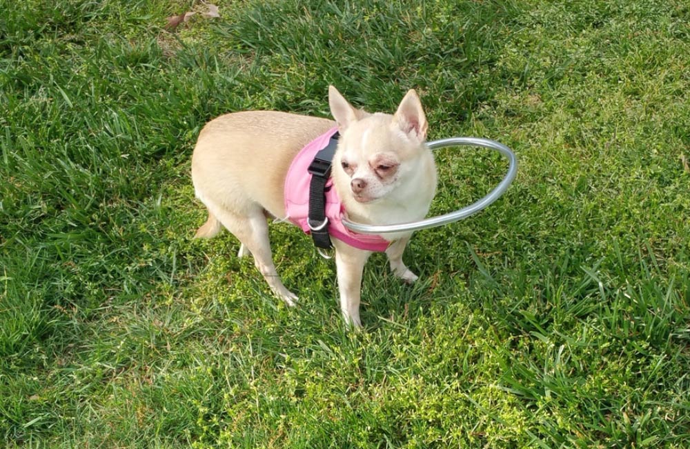 blind dog wearing halo vest outdoor