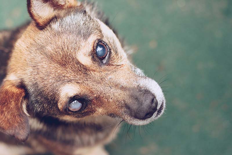blind dog with eye cataract