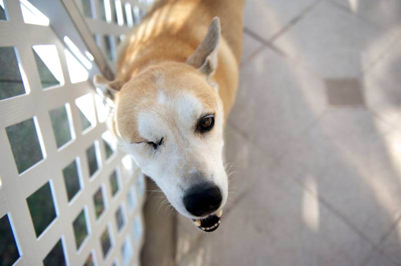 blind dog
