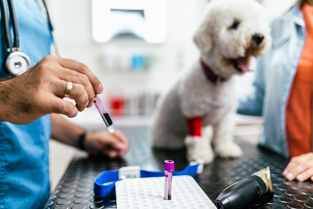 blood samples of a dog for lab testing