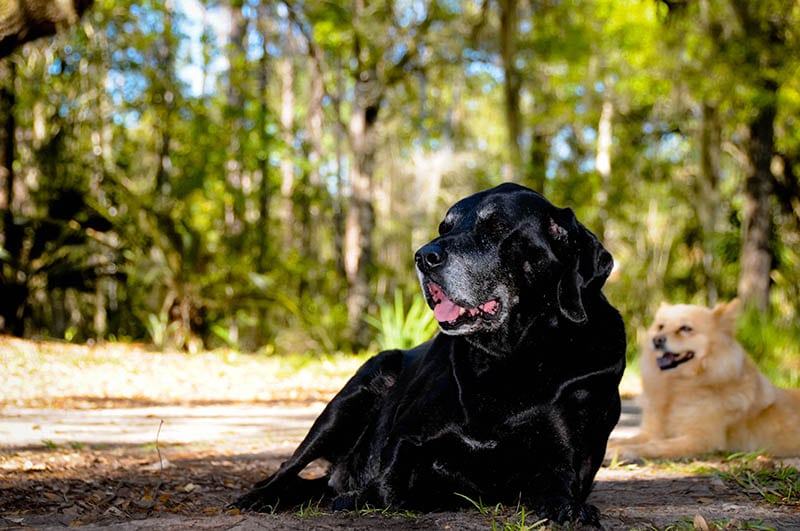 bloodhound labrador mix dog outdoors with another dog