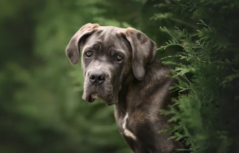 blue brindle cane corso hiding behind a bush