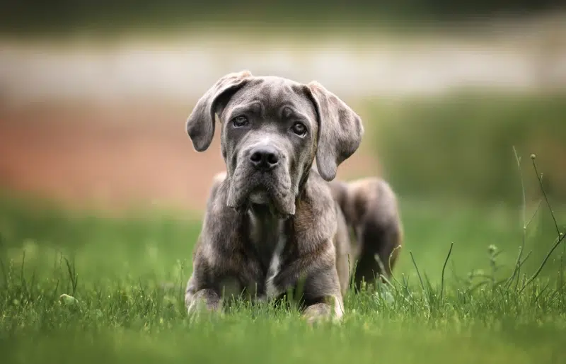 blue brindle cane corso puppy dog lying on grass