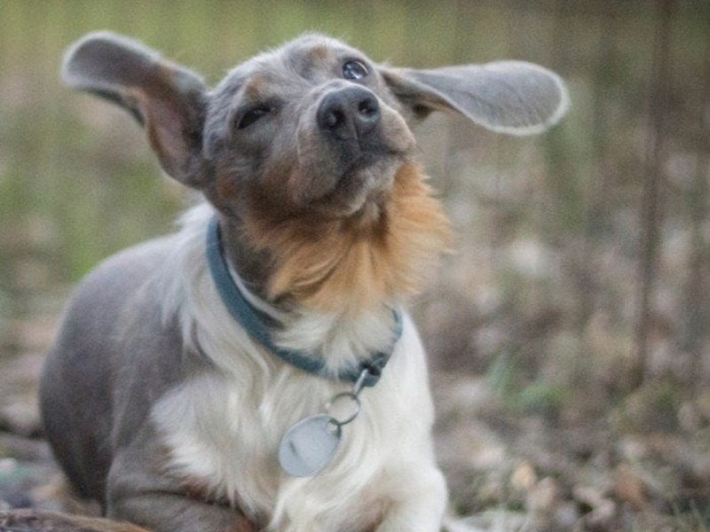 blue dachshund shakng his head